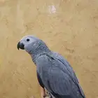 للبيع فرخ كاسكو أليف حمامه