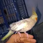 كروان عرض ب150. تم البيع