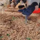 صوص بلدي صحه ممتاز جدا