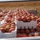 رمان متوفر كميات