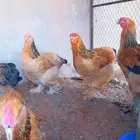 بيض دجاج براهما بف