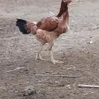 دجاجه باكستاني