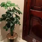 شجرة صناعية