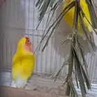 زوج روز صحه و نظافه التواصل على رسائل الموقع