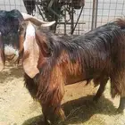 فحل مصري للبيع