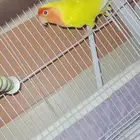 للبيع روز ذكر