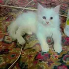 قطه شيرازيه للبيع