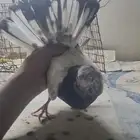 فرد حمام تم البيع
