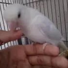 للبيع طيور روز وطيور حب