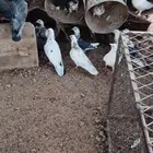 للبيع حمام