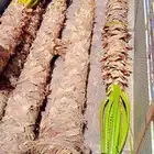 نخل وشنطني