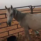 مهر شعبي معسوف