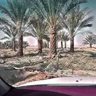 نخل للبيع للفلل والاستراحات زينه وستثمار تكريب هلال