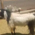 فحل مصري للبيع