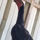 دجاجه سندي باكستانيه