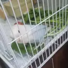 ذكر روز اليف حمامه هدد خارجي متكلم