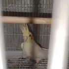 للبيع كروان الون موضح ب الصور عيون حمرا العمر