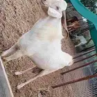 معنا فحل مشروع رقم واحد