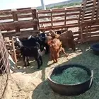 5تيوس و1جفره العدد6 عمارها 6شهور