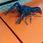 زوج لوبستر منتج وكبير