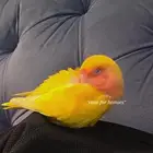 2 روز للببع اليفه ماتعرف العض واحد خواف ب150 واحد لا في 200