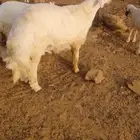 العرضية الجنوبية