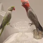 طيور اليفه قالا ونيبالي