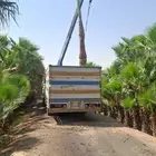 توريد جميع انواع النخيل