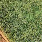 ثيل طبيعي سي ألفين