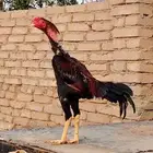 دجاج باكستاني وكل شي بسعره