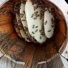 للبيع نحل بلدي