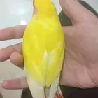 روو مفقود خلف مجمع لوفت الي يلقاه يتواصل