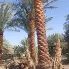 نخل تكريب هلال من اربعه متر الا خمسه متر