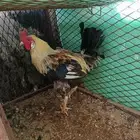 ديك باكستاني
