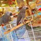 فروخ كاسكو كونغو