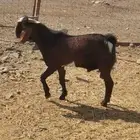 تيوس للبيع فحول