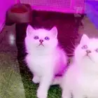 كيتن سكوتش فولد وستريت