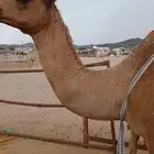 خلفه عليها بكره تحلب بالثفان