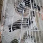 السلام عليكم