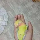 طير روز هدد داخلي وخارجي واليف