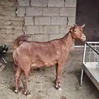 عنز دهماء صنف