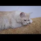 قط للتبني