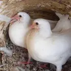 زغاليل فرنسي