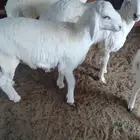 طليان للبيع