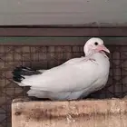 حمامه زاجل مع فراخها