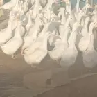 بط بكيني