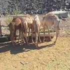 6حشو تربيه طيبات وبريات