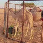 بكره هجن عمرها 10 شهور