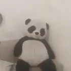 باندا