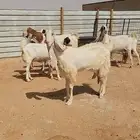 معزاء هولندية طيبة وجروم طيبة بفحلها
